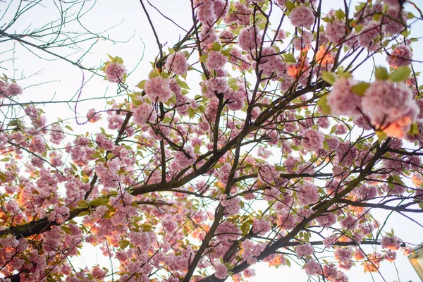 Jarní třešňové květy, růžové květy. — Stock fotografie