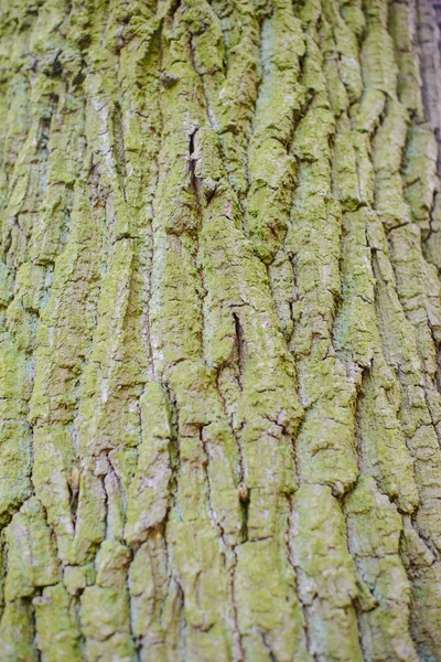 Γέρικη υφή φλοιού ξύλου με πράσινα βρύα — Φωτογραφία Αρχείου