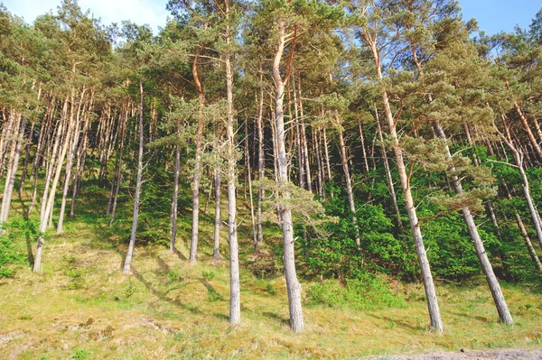 Beach slope with endless fir forests — Stock Photo, Image