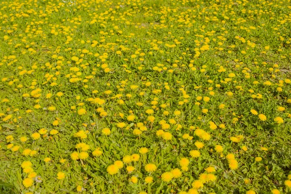 Blooming dandelions in the meadow. — Stock Photo, Image