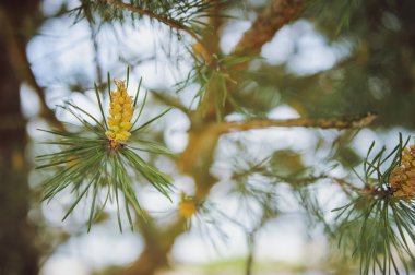 Yaz aylarında çam dalı