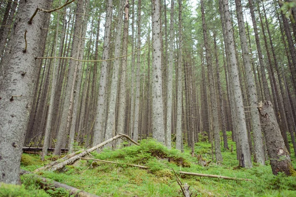 Bei pini sullo sfondo alte montagne — Foto Stock