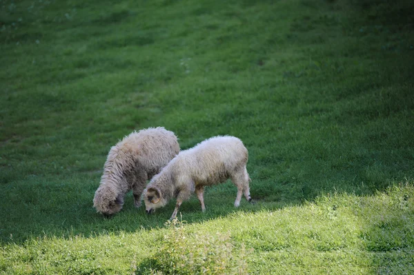 Le petit troupeau de moutons sur la prairie verte — Photo