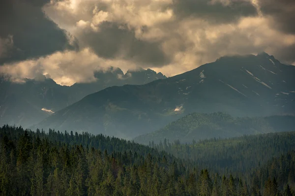 Bergbos vallende mist — Stockfoto