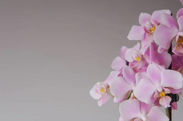 Pink orchid flowers — Stock Photo, Image