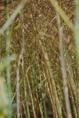 Yaz alanına tecavüz