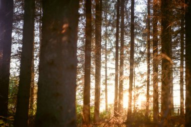 Ormandaki sihirli ışıkları