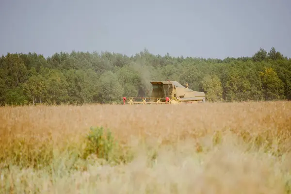 Combina la raccolta del campo di colza — Foto Stock