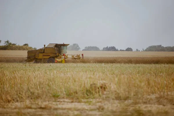 Combine harvesting the rape field — Stock Photo, Image