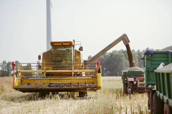 Combine harvesting the rape field — Stock Photo, Image