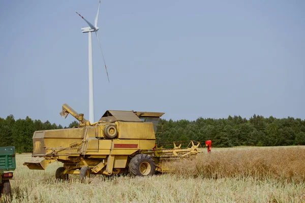 Mähdrescher erntet das Rapsfeld — Stockfoto