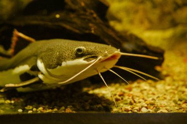 Deniz yaşamı: egzotik tropik mercan