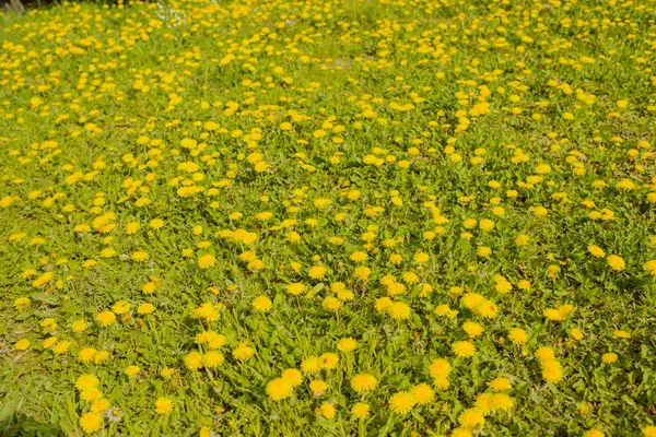 Dientes de león florecientes en el prado . — Foto de Stock