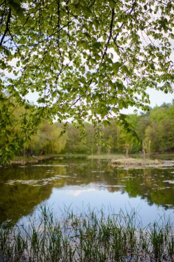 Spring Parkı. Bahar Parkı 'ndaki göl. Bahar manzarası.