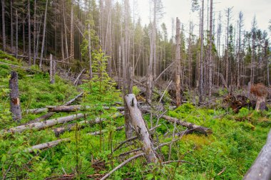 Dağlarda yürüyüş yolu