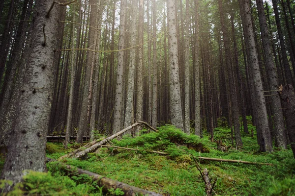 Hermosos pinos en el fondo montañas altas — Foto de Stock