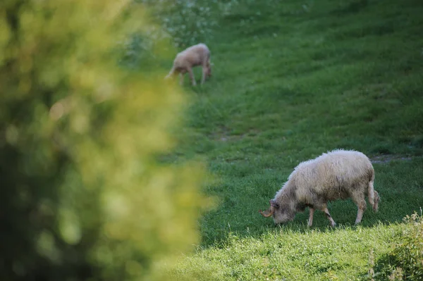 O pequeno rebanho de ovelhas no prado verde — Fotografia de Stock