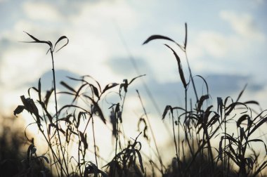 sonbahar kuru çimen dikişi