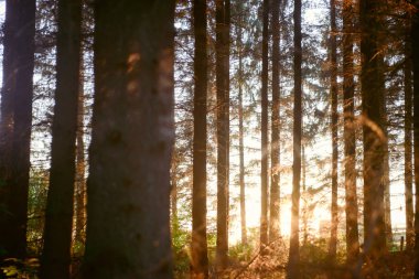 Ormandaki sihirli ışıkları