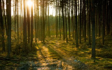 ahşap koyu yeşil tonda.