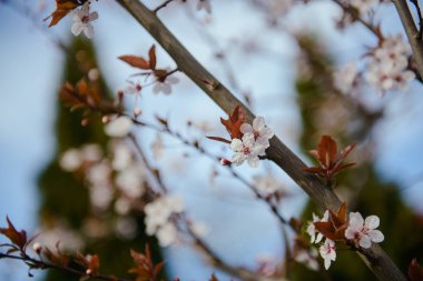 Çiçek açan bir ağacın dalları.