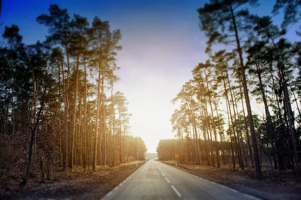 Asfalt yol ve orman — Stok fotoğraf
