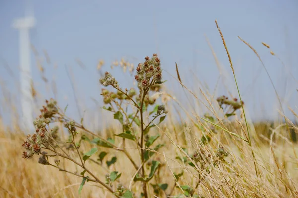 Autunno erba secca carice — Foto Stock