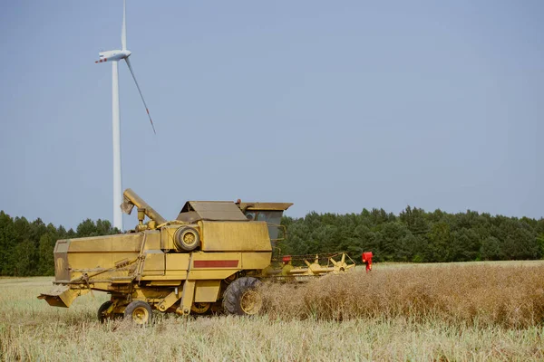 Mähdrescher erntet das Rapsfeld — Stockfoto