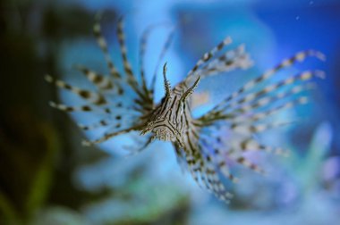 Deniz yaşamı: egzotik tropik mercan