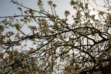 Bahar zamanı çiçek açan elma ağacı..