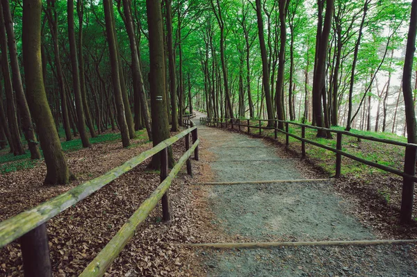 Percorso nella foresta — Foto Stock