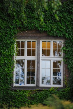 Yeşil sarmaşık gizli pencere.