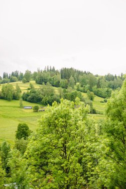 Bahar çimleri ve dağ.