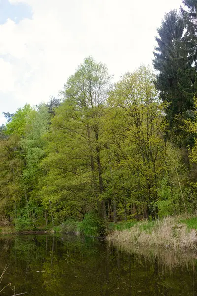 Spring Park. Lago no parque da primavera. Paisagem Primavera. — Fotografia de Stock