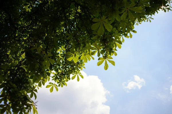 Foto de hojas verdes contra el cielo —  Fotos de Stock