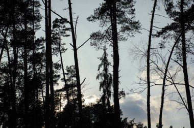 ahşap koyu yeşil tonda.