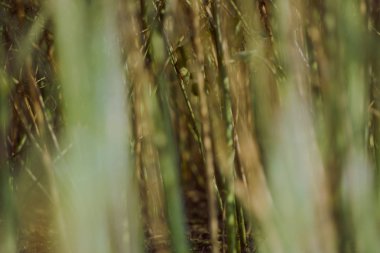 Yaz alanına tecavüz