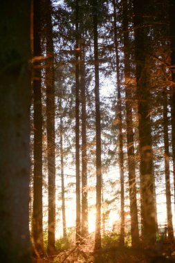 Ormandaki sihirli ışıkları