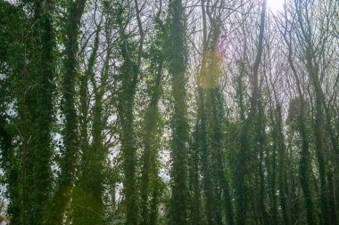 Ivy ile kaplı ağaç