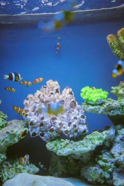 Deniz yaşamı: egzotik tropik mercan