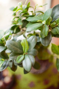 Dekoratif çiçek saksı. Beyaz arka plan üzerinde izole