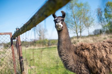 Lama'nın bakışları