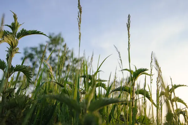 Nettle växt i fältet. — Stockfoto