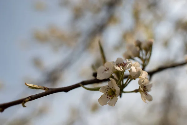 Blühender Apfelbaum im Frühling. — Stockfoto