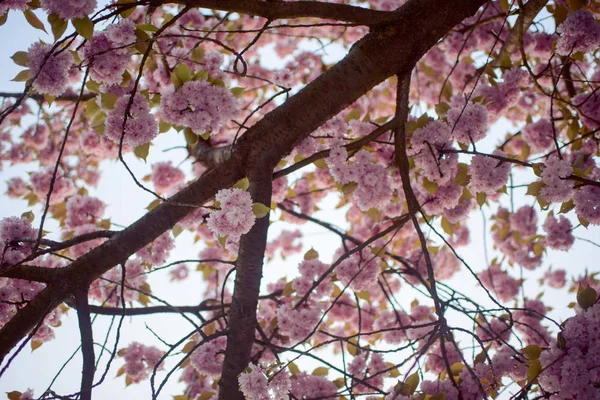 Frühling Kirschblüten, rosa Blüten. — Stockfoto