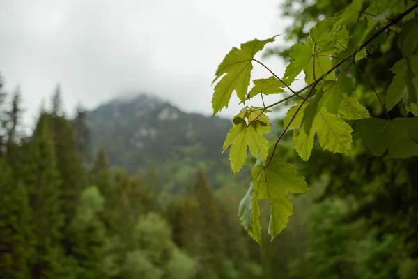 Arka planda güzel çam ağaçları yüksek dağlarda — Stok fotoğraf
