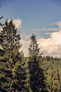 çam ormanı içinde yaz