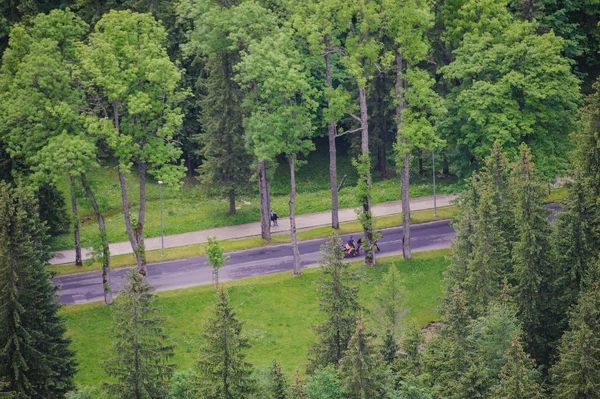 Green spring forest seen from above