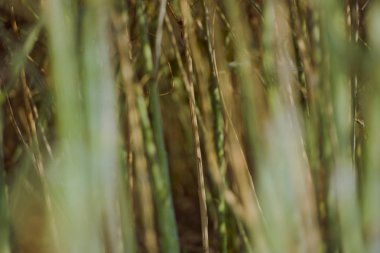 Yaz alanına tecavüz