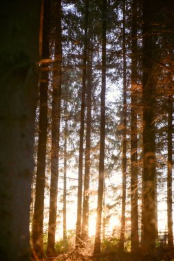 Ormandaki sihirli ışıkları